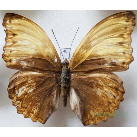 Cymothoe haynae Dewitz, 1887 Congo 65mm40